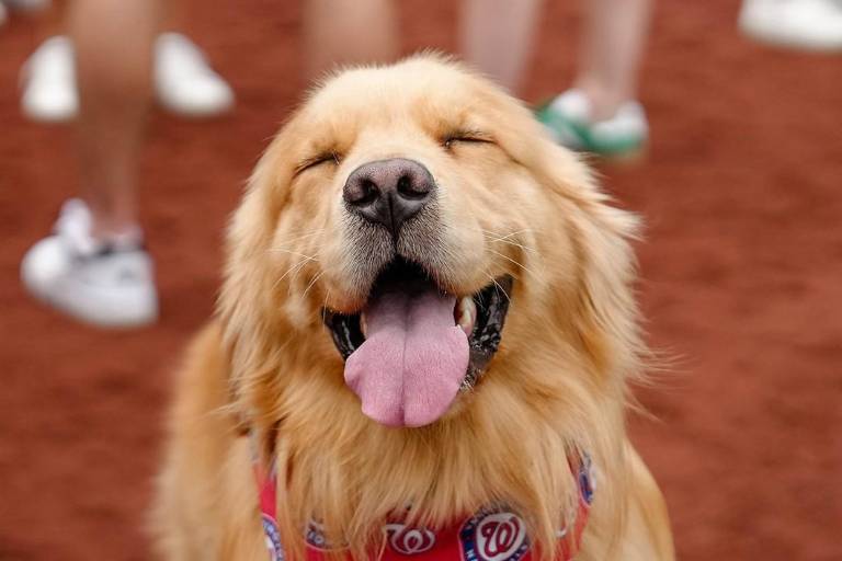 Bruce, ‘El Perro Recogebates’, hace su debut en Grandes Ligas