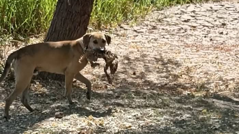 Un perro lleva en su hocico una iguana en la Isla de Orabá.