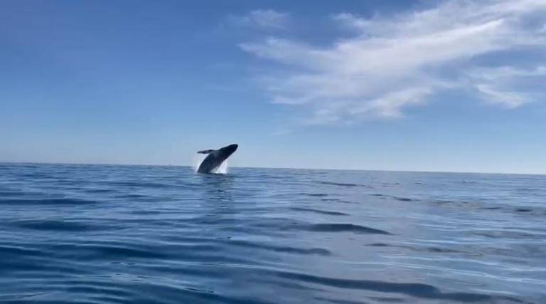 VIDEO | Viaje a la ballena jorobada frente a Mazatlán