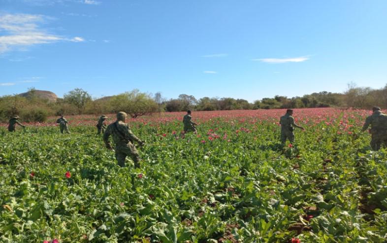 $!Desmantela Semar 17 laboratorios clandestinos en Sinaloa