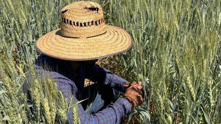 Los mil beneficiarios pendientes se encuentran en condiciones de recibir desde este día los pagos por sus cosechas.