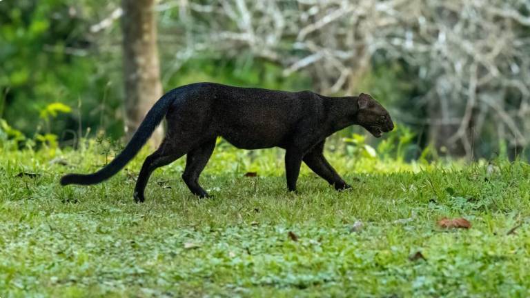 A diferencia de la mayoría de los felinos el yaguarundí es activo durante el día.