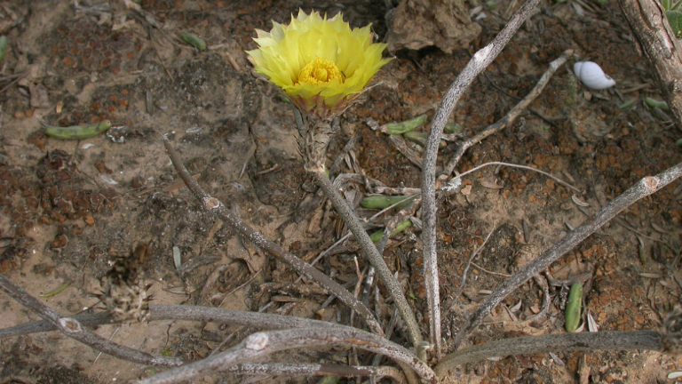 La cabeza de medusa, una especie de cactus descubierta en 2001 por el biólogo Manuel Nevárez de los Reyes.