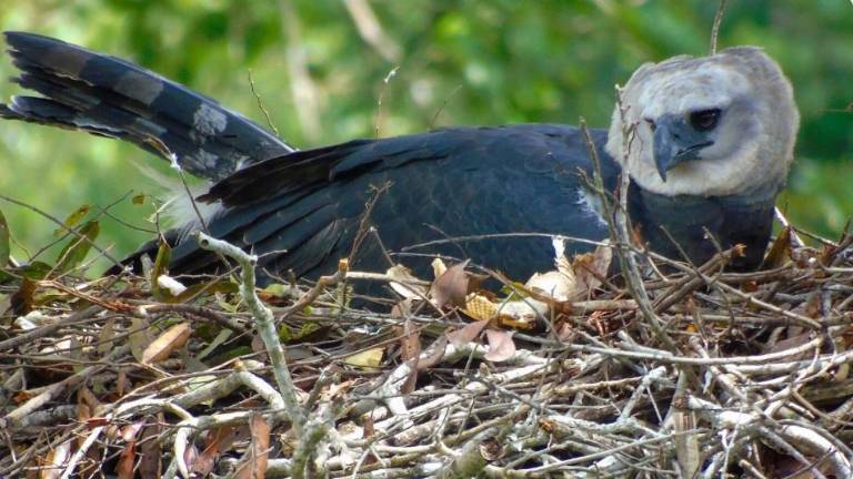 Una hembra de águila harpía, en estado silvestre, en las selvas de Venezuela, empolla los huevos de una nueva generación. El seguimiento y monitoreo de los procesos de anidación es de vital importancia para la conservación de la especie.