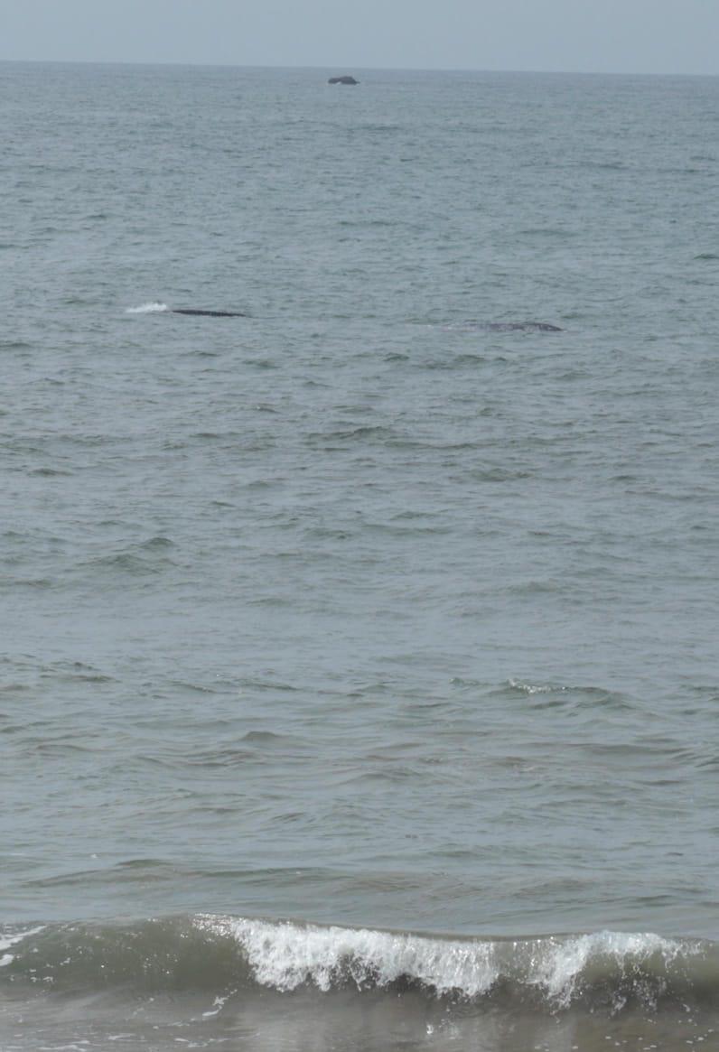 $!Nadan dos ballenas frente a la playa de Olas Altas, en Mazatlán