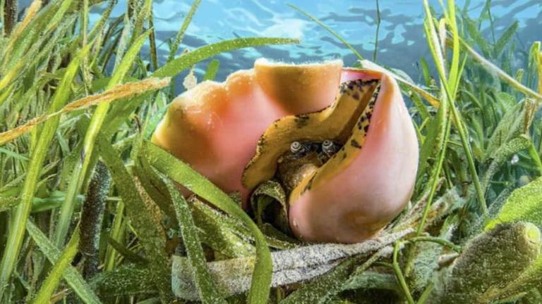 Caracol rosado.