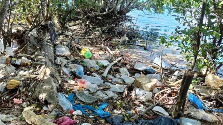 El Estero de Urías recibe aguas negras de la ciudad y toneladas de basura que arrastran arroyos, canales y afluentes pluviales que cruzan la mancha urbana del destino turístico más importante de Sinaloa.
