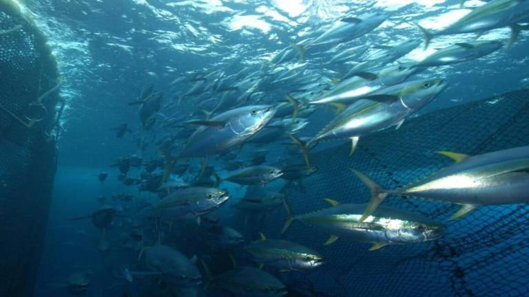 El atún aleta amarilla, una de las siete principales especies comerciales de atún, intenta escapar de una red de arrastre en Seychelles.