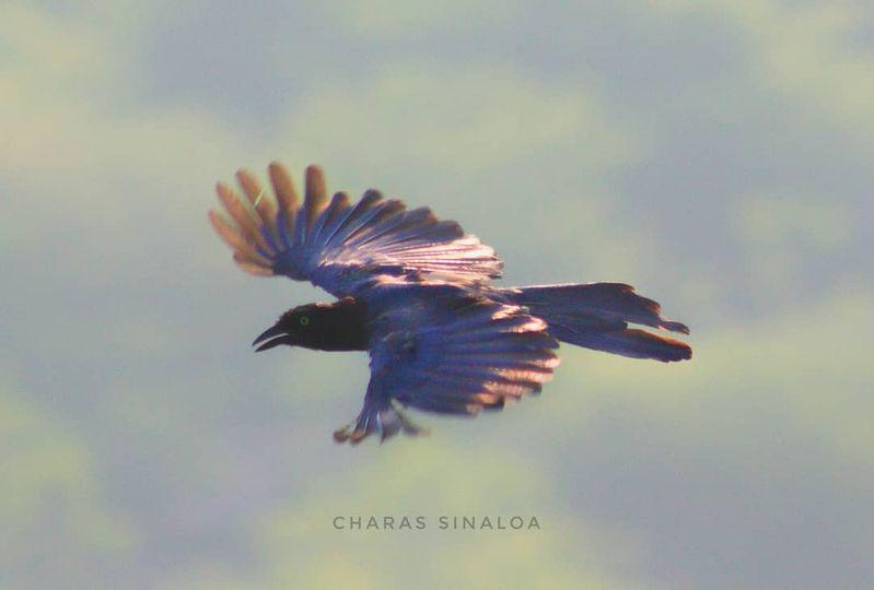$!Chara Sinaloense en pleno vuelo.