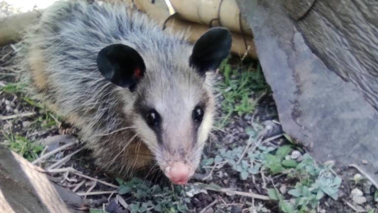 Los tlacuaches tienen una importancia ambiental y antes de lastimarlos, debes conocer en qué ayudan.
