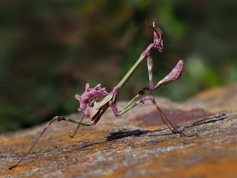 $!Una mantis palo (Empusa pennata) en Portugal. A causa de su distribución de baja densidad, esta especie casi nunca se encuentra en la naturaleza.