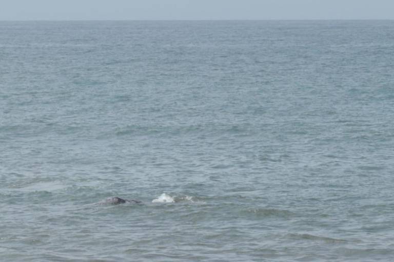 Nadan dos ballenas frente a la playa de Olas Altas, en Mazatlán