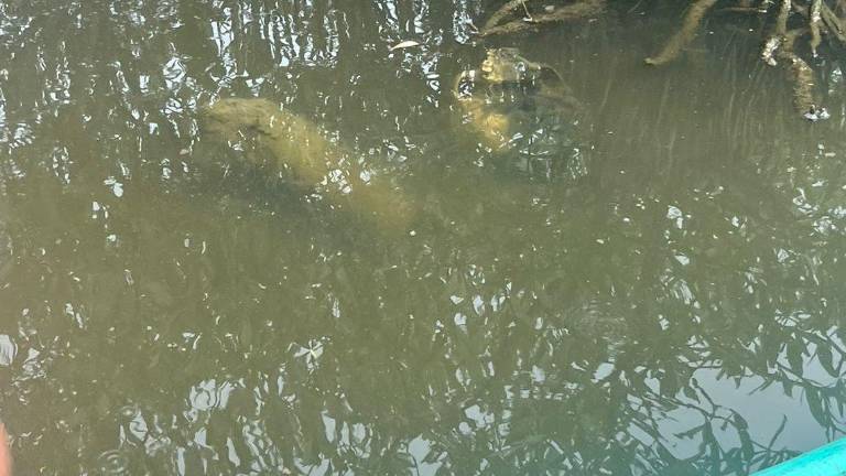 El pescador indicó a las autoridades que al interior de las marismas se encontraban los restos de un cuerpo flotando.