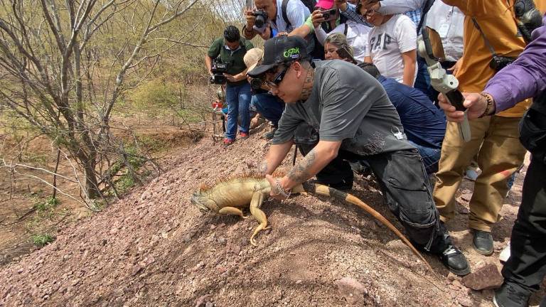 Actualmente en Ostok viven alrededor de 500 animales silvestres entres aves, reptiles, felinos, hipopótamos y elefantes.