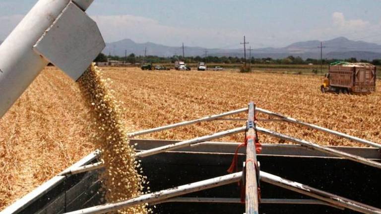 Baltazar Valdez Armentia, líder agricultor, señaló que algunos productores agrícolas han enfrentado retrasos en la recepción de su documentación y posterior pago.