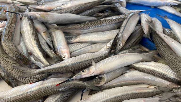 A pesar de los altibajos, los pescadores ribereños están preparados para salir por la noche en busca del pez.