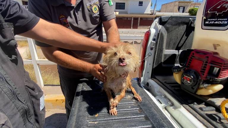 El perrito fue bautizado por los elementos de Protección Civil como “Greñudo”.