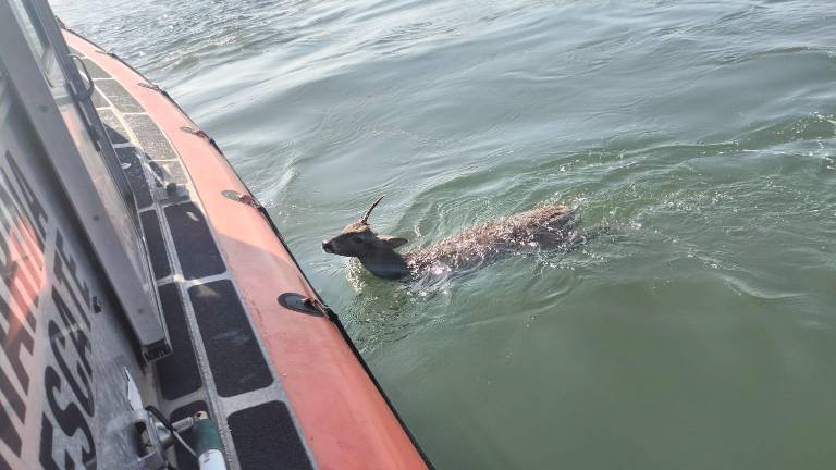 El venado que nadaba en el canal de navegación se acerca a la embarcación de la Estación de Búsqueda, Rescate y Vigilancia Marítima en Mazatlán .