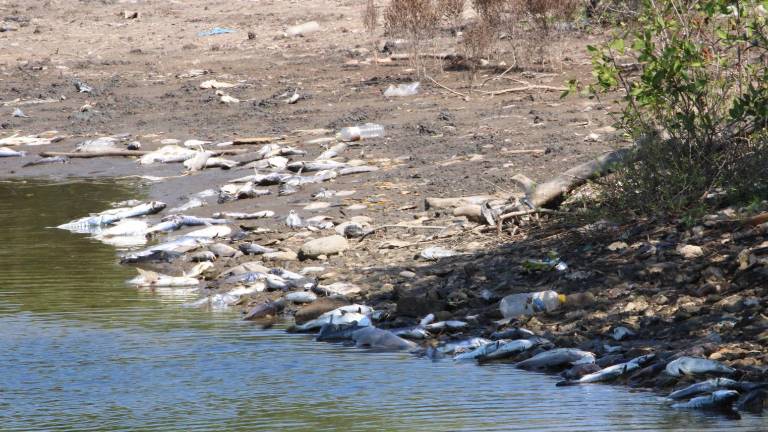 Esta situación de mortandad de peces fue denunciada por pescadores ante el inicio de la temporada el pasado 25 de octubre.