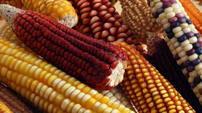 México es un comprador clave de maíz amarillo transgénico de Estados Unidos