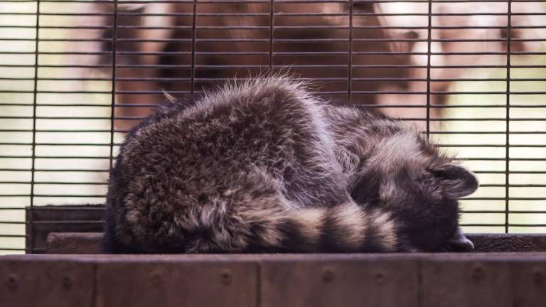 Sergio Torres Félix aseguró que en las últimas semanas han fallecido al menos siete ejemplares del Zoológico sin que las autoridades informen sobre ello.