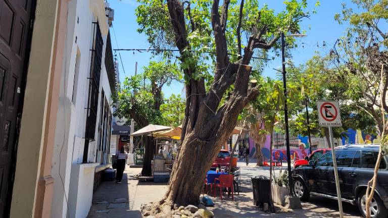 Poda de árboles en el centro de Culiacán.