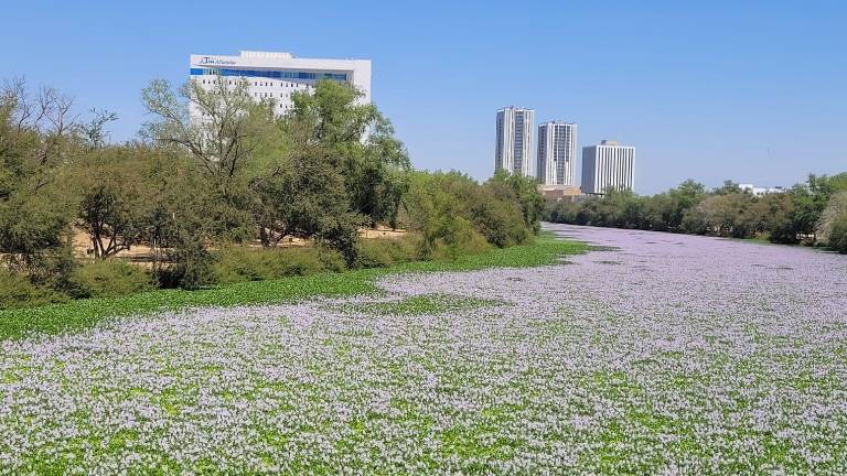 Al no permitir el paso a la luz solar, el lirio promueve la reproducción de microorganismos dañinos y acaba con el oxígeno del río.