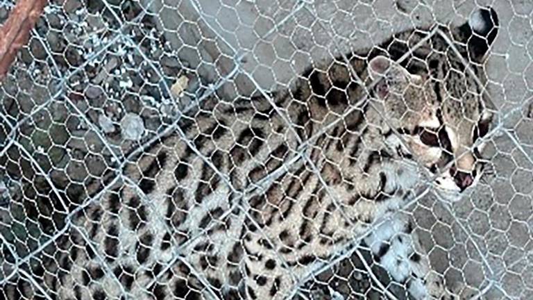 El tigrillo asegurado en un operativo implementado en la colonia Tierra Blanca, en Culiacán.