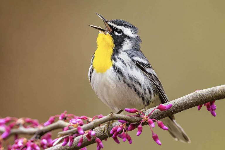 Presentan estudio ‘Aves en Culiacán’, realizado con apoyos de PACMYC 2024