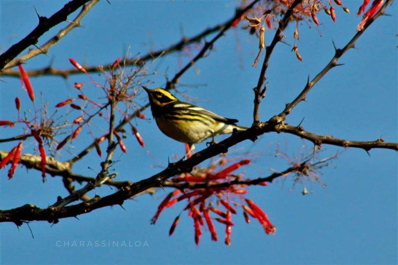 $!Chipe de Townsend, ave migratoria que llega a Culiacán.