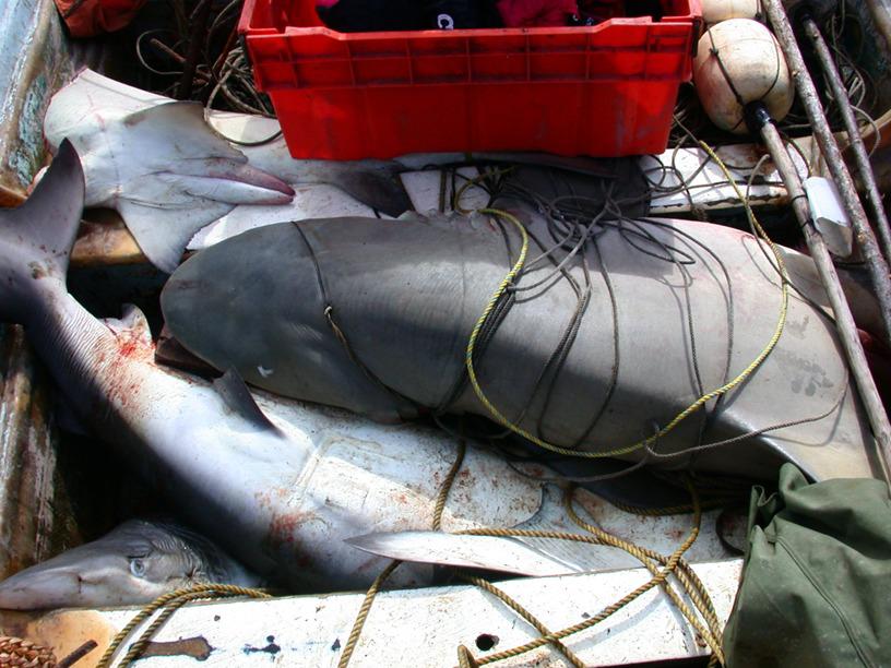 $!Panga con tiburones pescados en la Reserva de la Biosfera Islas Marías en 2006, según el investigador Amílcar Leví Cupul Magaña.