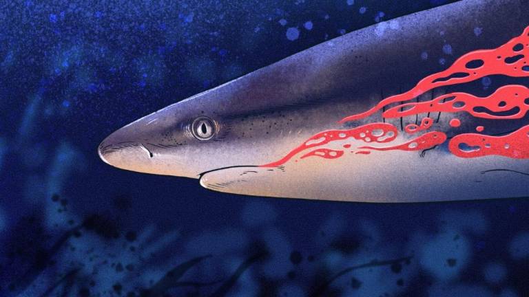 Deficiente fiscalización de autoridades peruanas facilita transporte irregular de más de 1500 toneladas de tiburones protegidos