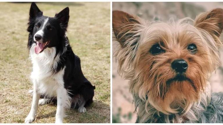 Los perritos Athos y Tango fueron asesinados en junio de 2021, al ser envenenados con salchichas en Querétaro.