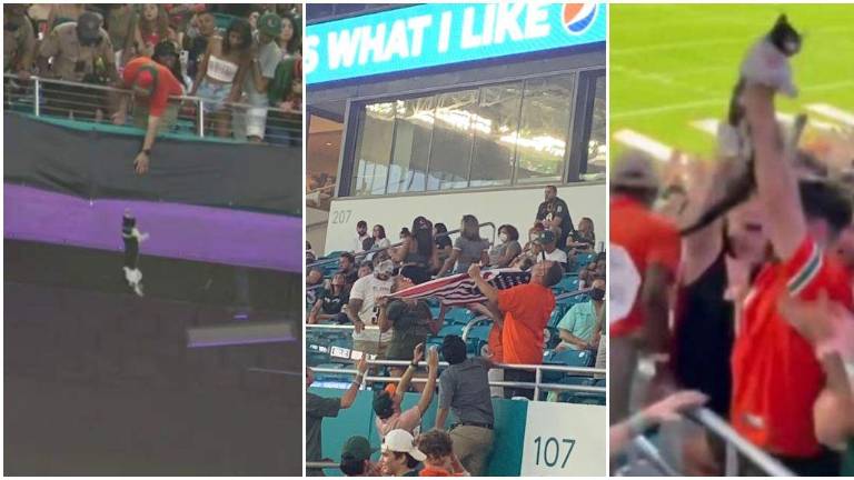 El felino puso en alerta a todo el estadio.