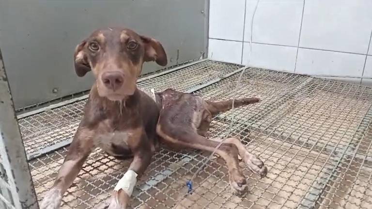 La perrita Esperanza, fue herida por un disparo de arma de fuego y atropellada en Culiacán, no podrá volver a caminar.