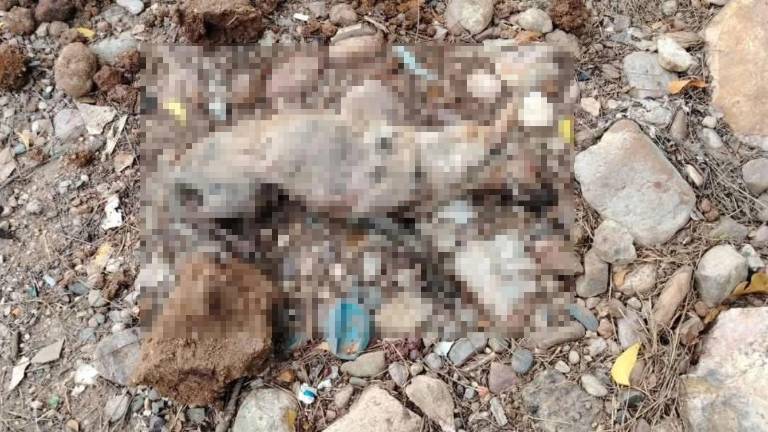 Vecinos captaron el momento y sacaron auxiliaron a la perrita para salir de los escombros.
