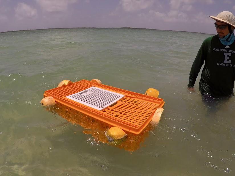$!Juan Jacobo Schmitter con una jaula flotante en la bahía de Corozal, Belice, 2018. Se usa para mantener vivos a los peces mientras se van analizando y liberando uno por uno.