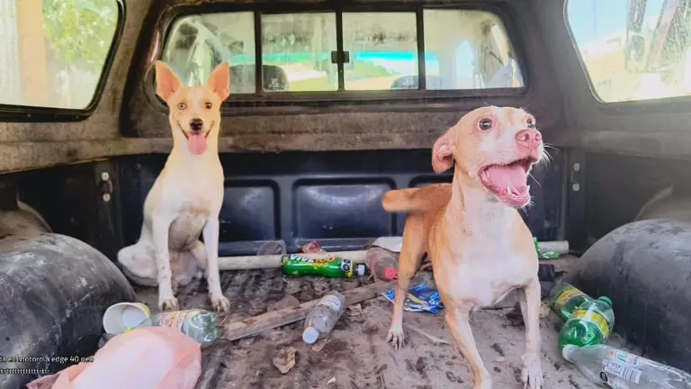 Fundación Balto y Togo destacó la necesidad de concientizar sobre la tenencia responsable y brindar seguridad a los voluntarios que rescatan animales en Sinaloa.