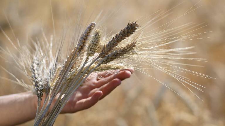 Los precios de los cereales en diciembre se mantuvieron casi sin cambios respecto a noviembre y un 9.3 por ciento por debajo de su nivel del año anterior.