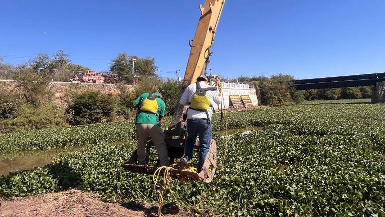 El Ayuntamiento de Culiacán llena por lo menos 40 veces las cinco góndolas que utiliza para remover el lirio acuático.
