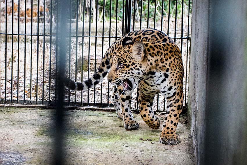 $!Sin salida: la irreversible realidad de los felinos que son rescatados del tráfico de animales