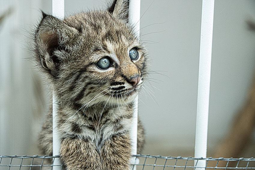 $!Sin salida: la irreversible realidad de los felinos que son rescatados del tráfico de animales