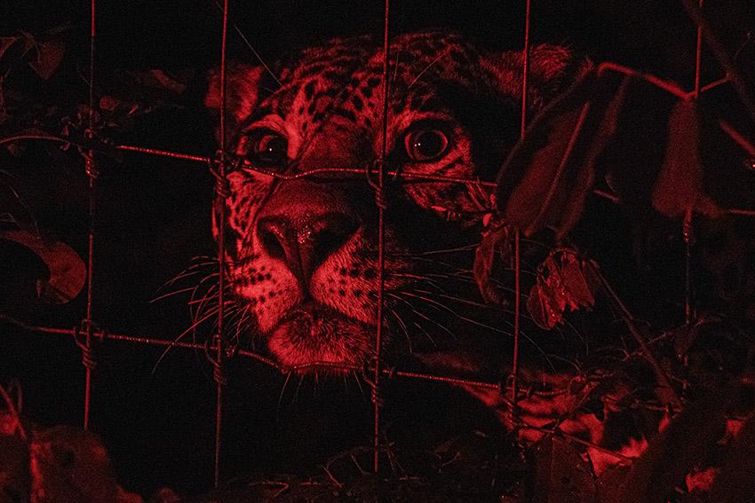 $!Sin salida: la irreversible realidad de los felinos que son rescatados del tráfico de animales