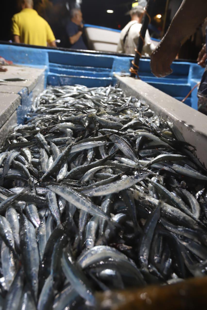 $!Regresa la pesca de pajaritos a Mazatlán