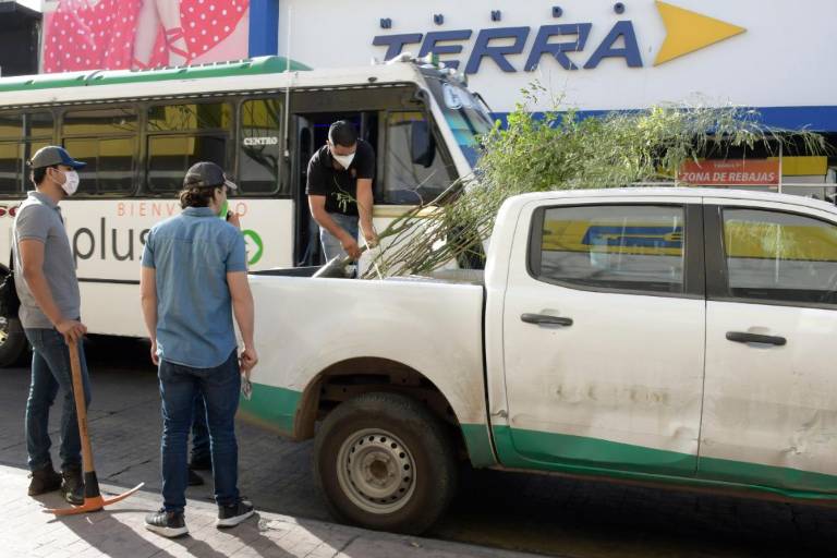 Continúa programa de arborización en el primer cuadro de la ciudad