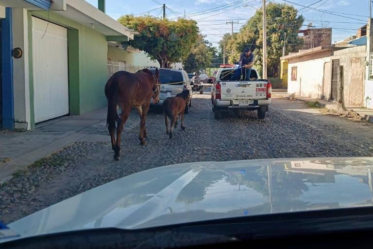 Apoya Protección Civil local a ubicar y capturar a los caballos que andaban sueltos en el sector Tres Ríos