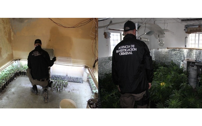 Asegura FGR mariguana en tres localidades de Culiacán
