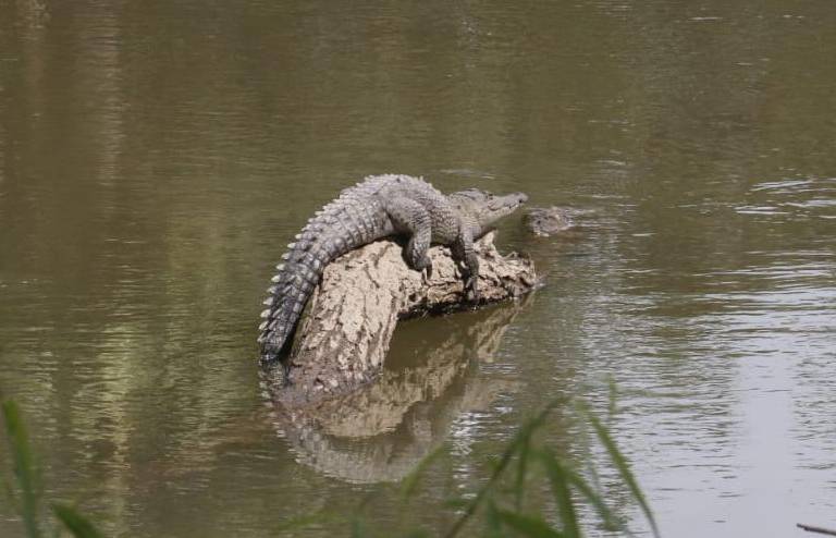 Cocodrilos de Parque Las Riberas no han sido reubicados, siguen ahí, aclara Zoológico de Culiacán