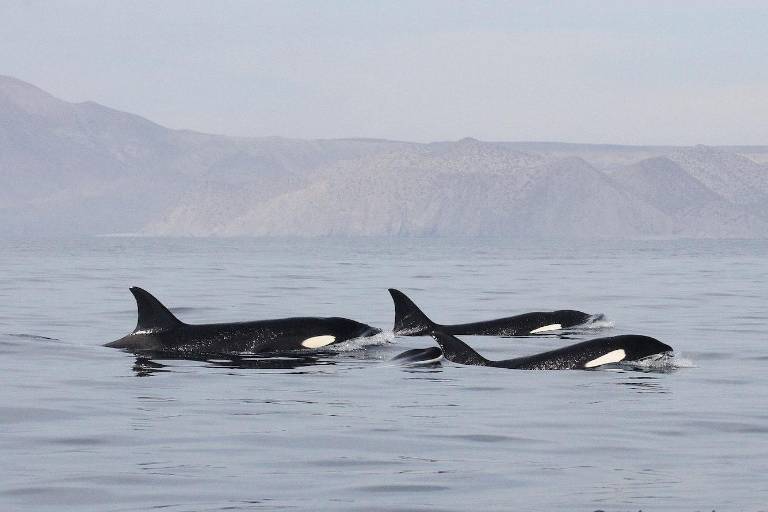 ENTREVISTA | ‘En el Golfo de California las especies se encargan de seguirme maravillando’: Héctor Pérez Puig