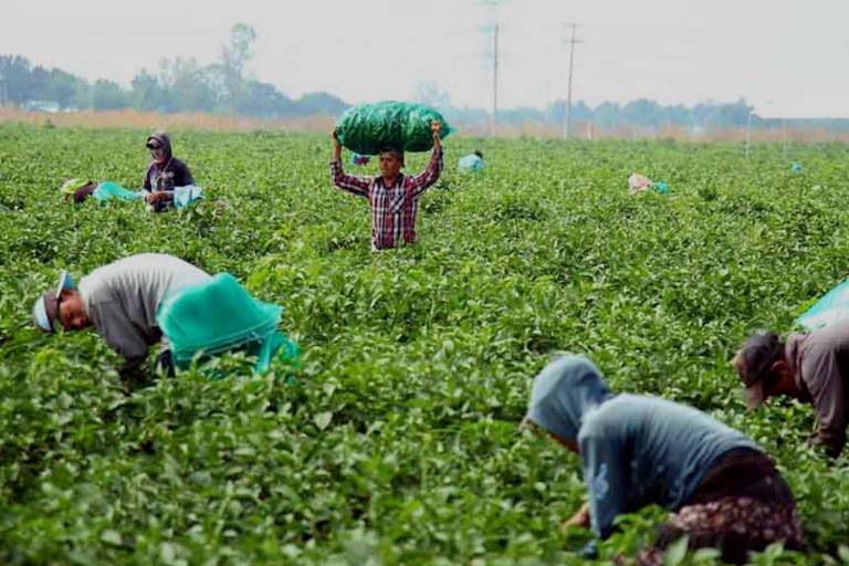 Trump propone regularizar a jornaleros agrícolas, sin ciudadanía